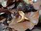 Narancsvörös rókagomba (Cantharellus friesii), Zemplén